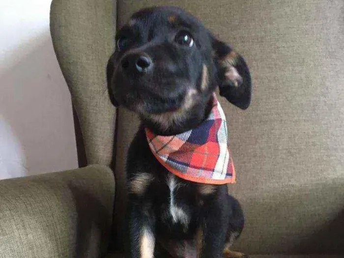 Cachorro raça Srd idade 2 a 6 meses nome BONNIE