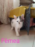 Pepita