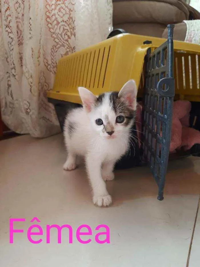 Gato ra a SRD idade 2 a 6 meses nome Pepita