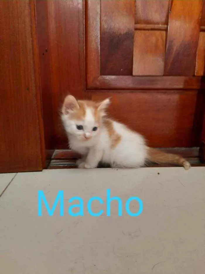 Gato ra a Pepe idade 2 a 6 meses nome Pepe