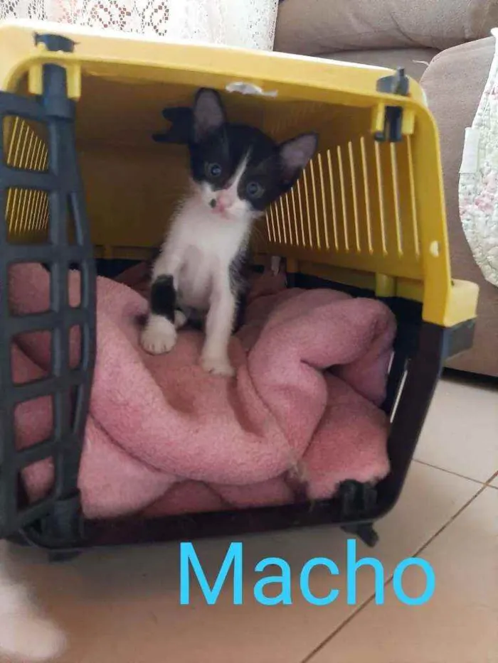 Gato ra a SRD idade 2 a 6 meses nome Pandinha