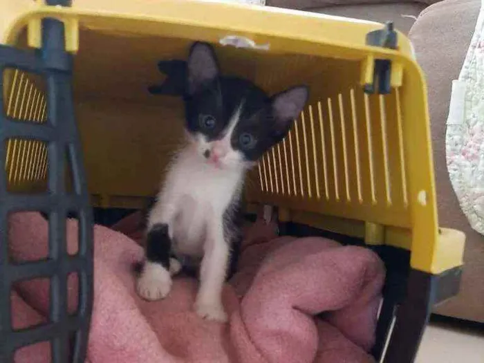 Gato ra a SRD idade 2 a 6 meses nome Pandinha