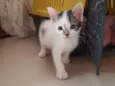 Pepita