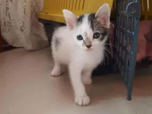 Gato raça SRD idade 2 a 6 meses nome Pepita