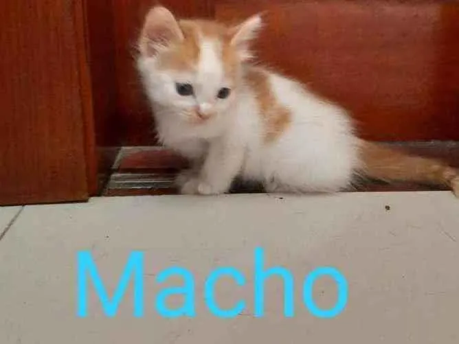 Gato ra a Pepe idade 2 a 6 meses nome Pepe