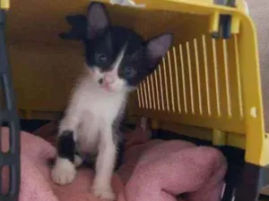 Gato raça SRD idade 2 a 6 meses nome Pandinha