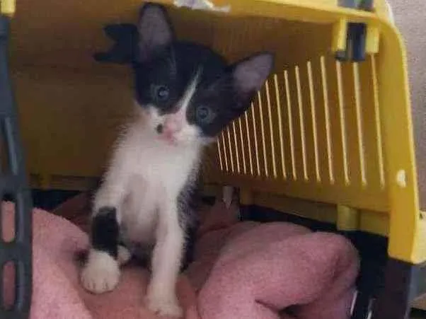 Gato ra a SRD idade 2 a 6 meses nome Pandinha