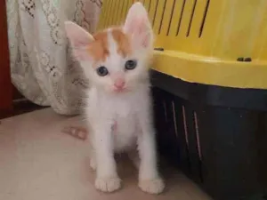 Gato raça SRD idade 2 a 6 meses nome Pedrinho