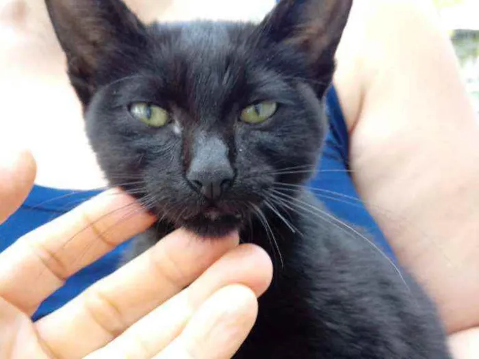 Gato raça SRD idade 2 a 6 meses nome Lucinha