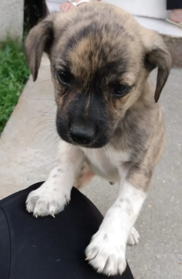 Cachorro ra a  idade 2 a 6 meses nome não possui