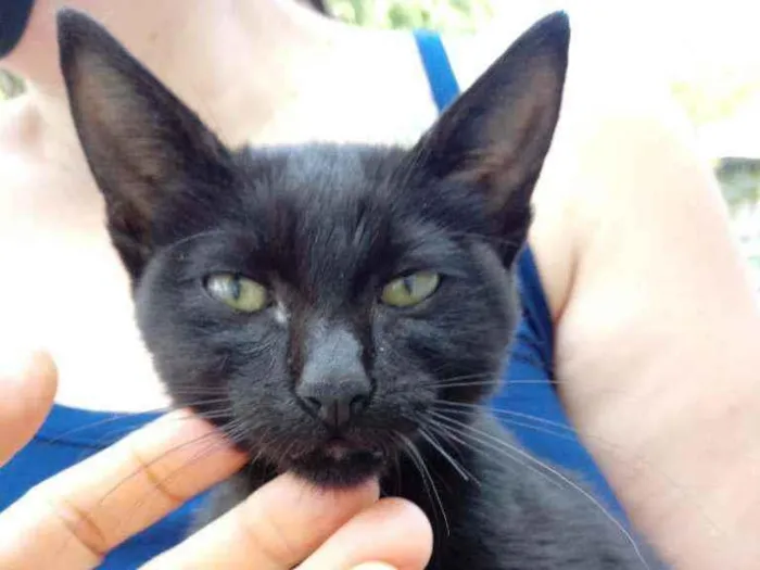 Gato raça SRD idade 2 a 6 meses nome Lucinha