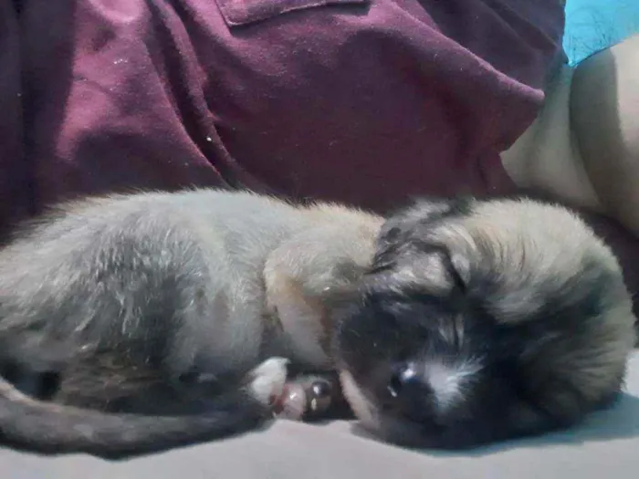 Cachorro ra a Vira lata idade Abaixo de 2 meses nome Pretinha, snoopy, 