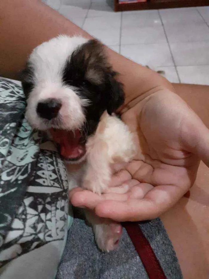 Cachorro ra a Vira lata idade Abaixo de 2 meses nome Pretinha, snoopy, 