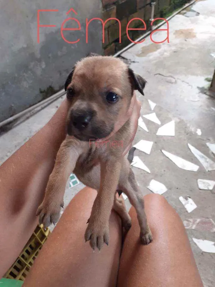 Cachorro ra a Vira lata idade Abaixo de 2 meses nome Pretinha, snoopy, 