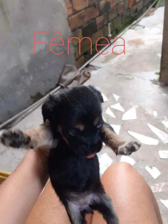 Cachorro ra a Vira lata idade Abaixo de 2 meses nome Pretinha, snoopy, 