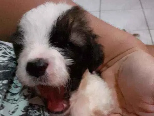 Cachorro ra a Vira lata idade Abaixo de 2 meses nome Pretinha, snoopy, 