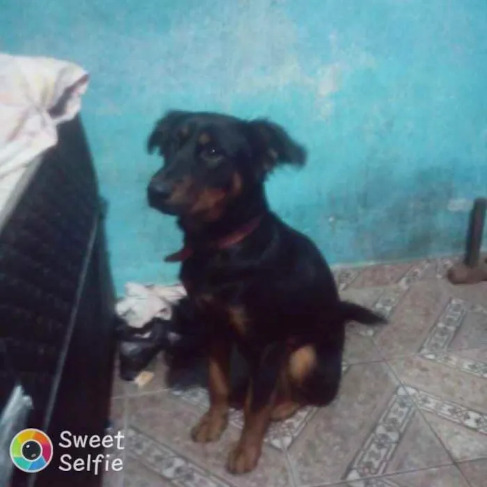 Cachorro ra a Desconhecida idade 1 ano nome Amora