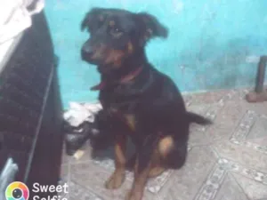 Cachorro raça Desconhecida idade 1 ano nome Amora