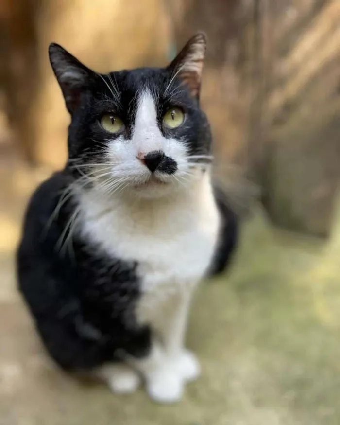 Cachorro raça SRD-ViraLata idade 2 anos nome Pierrô 