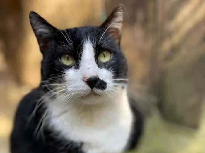 Cachorro raça SRD-ViraLata idade 2 anos nome Pierrô 