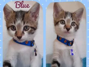 Gato raça Srd idade 2 a 6 meses nome Pink e Blue