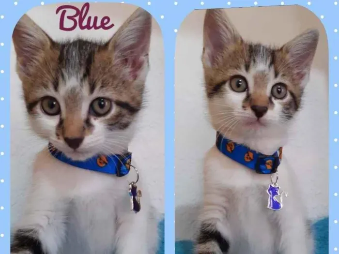 Gato raça Srd idade 2 a 6 meses nome Pink e Blue