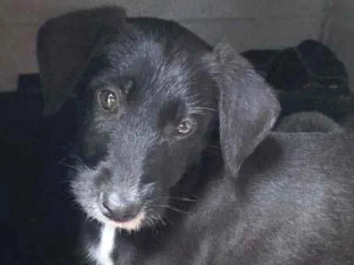 Cachorro raça SRD-ViraLata idade 2 a 6 meses nome Noélia