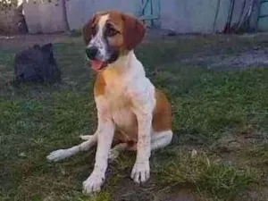Cachorro raça  idade 2 a 6 meses nome Chocolate 