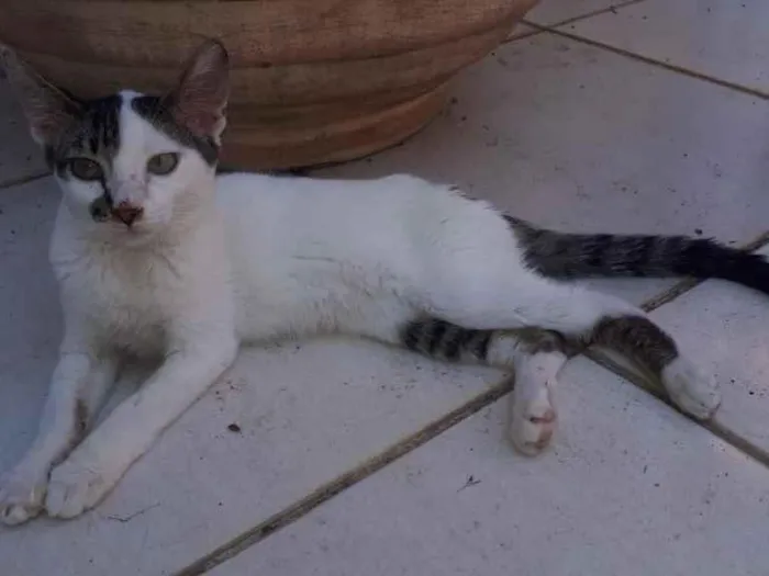 Gato raça SRD  idade 7 a 11 meses nome Sem Nome