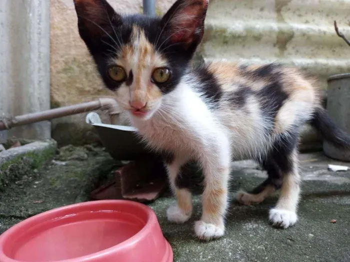 Gato ra a  idade Abaixo de 2 meses nome Larinha