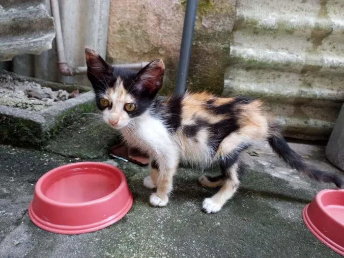 Gato ra a  idade Abaixo de 2 meses nome Larinha