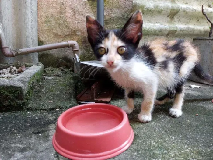 Gato ra a  idade Abaixo de 2 meses nome Larinha