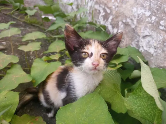 Gato ra a  idade Abaixo de 2 meses nome Larinha