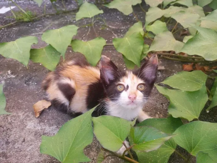 Gato ra a  idade Abaixo de 2 meses nome Larinha