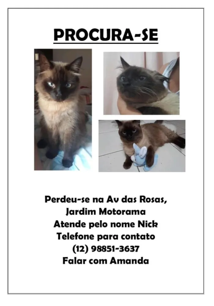 Gato ra a  idade 4 anos nome Nick