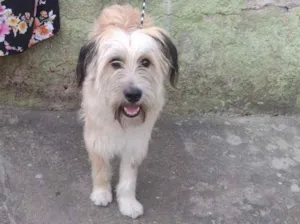 Cachorro raça srd idade 2 anos nome Laurinha