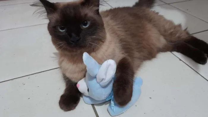 Gato ra a  idade 4 anos nome Nick