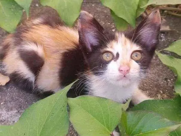 Gato ra a  idade Abaixo de 2 meses nome Larinha