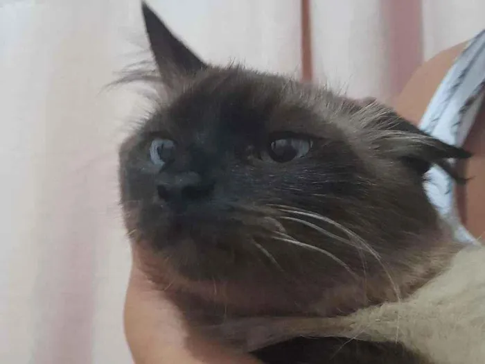 Gato ra a  idade 4 anos nome Nick