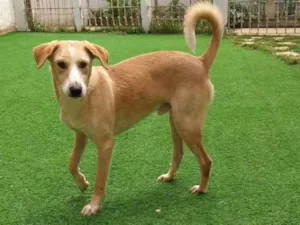 Cachorro raça SRD-ViraLata idade 7 a 11 meses nome Thor