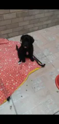 Duas fêmeas quatro m