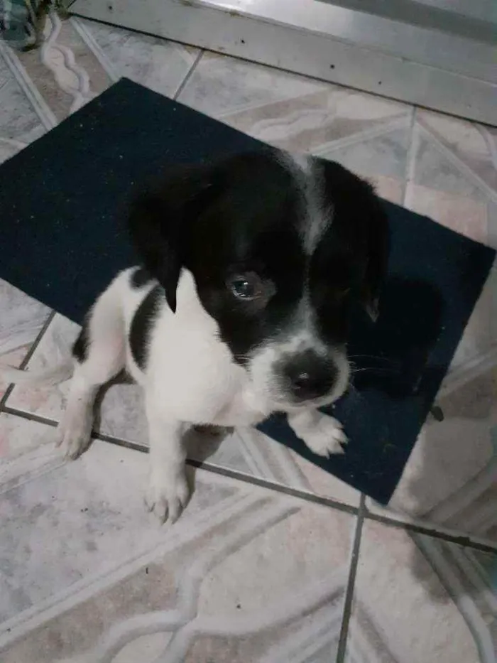 Cachorro raça Srd idade 2 a 6 meses nome Manchinha