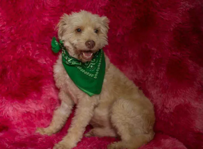 Cachorro ra a Srd idade 2 a 6 meses nome Bidu