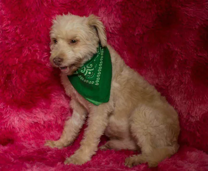 Cachorro ra a Srd idade 2 a 6 meses nome Bidu