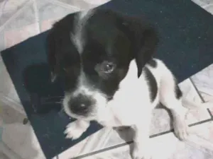 Cachorro raça Srd idade 2 a 6 meses nome Manchinha