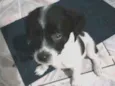 Cachorro raça Srd idade 2 a 6 meses nome Manchinha