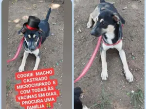 Cachorro raça SRD-ViraLata idade 1 ano nome COOKIE