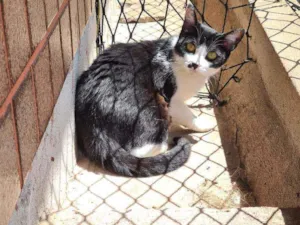Gato raça Srd idade 7 a 11 meses nome Nina