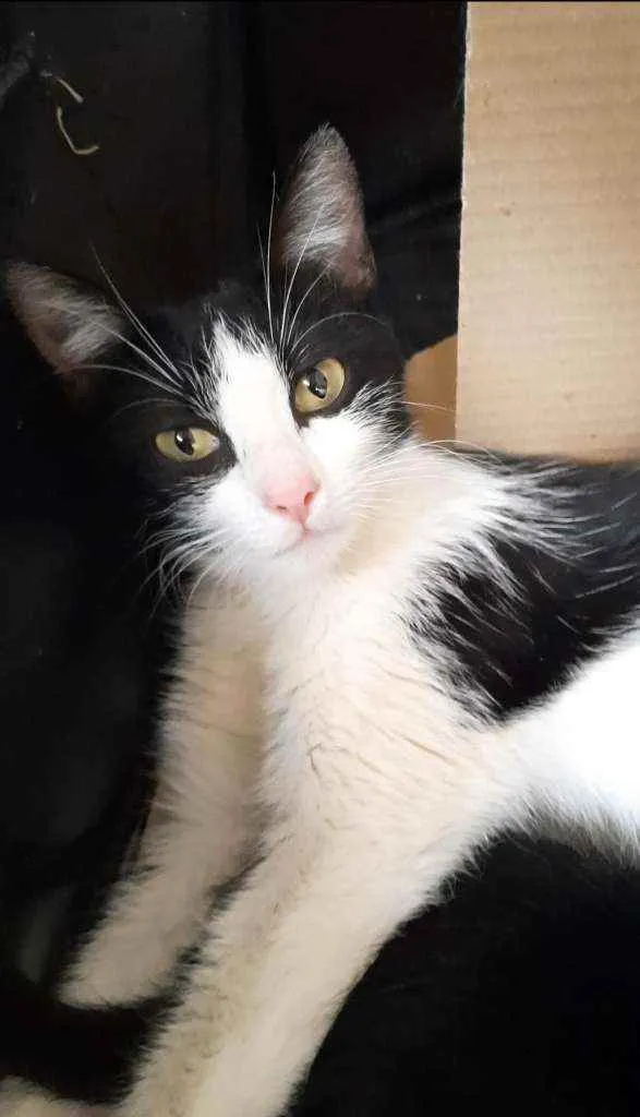 Gato ra a S.R.D. idade 7 a 11 meses nome Nina