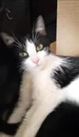 Nina